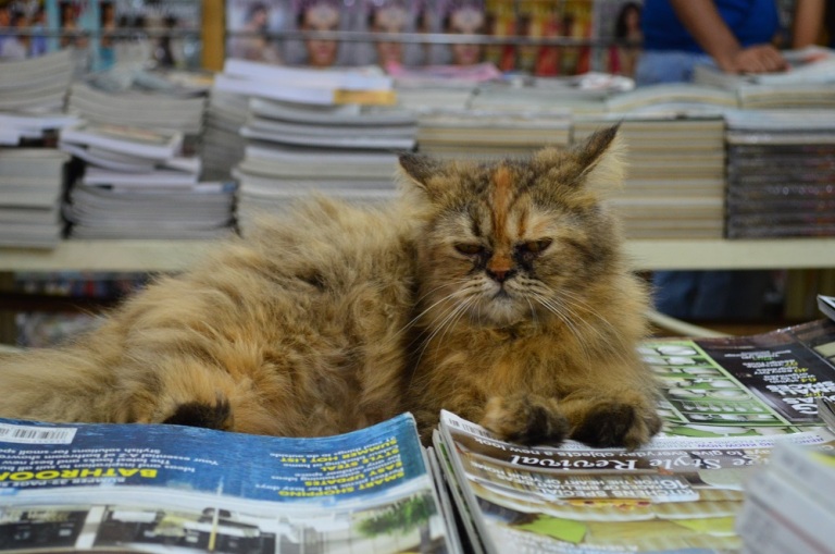 persian cat, falt face, book shop, bangalore